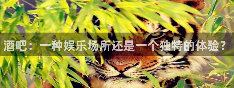 开丰娱乐ccm赏金女王：酒吧：一种娱乐场所还是一个独特的体验？